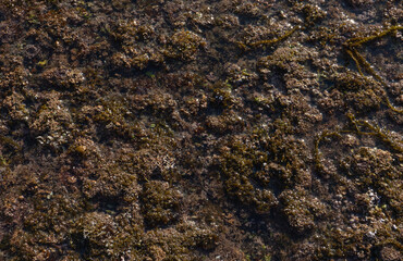 Natural seaweed texture, overhead view, earthy brown and green colors, coastal ecosystem representation, Jeju, South Korea