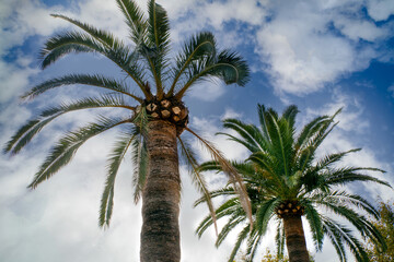 The Arecaceae is a family of  order Arecales.  All commonly known as palms. Those having a...