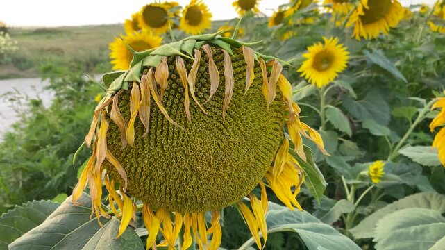 Withered sunflower head, agriculture. Slow motion video: petals withered on sunflower head, agriculture. Concept: harvest is coming, oil seeds separated and oil made from them, agriculture