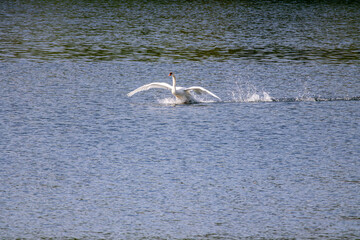Weißer Schwan beim Landeanflug