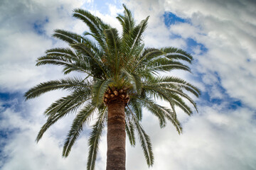 The Arecaceae is a family of  order Arecales.  All commonly known as palms. Those having a tree-like form are  called palm trees. most of which are restricted to tropical and subtropical climates 