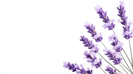 Fototapeta premium Delicate lavender flowers on a white background for serenity and calmness in home decor or wellness products