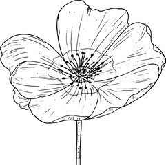 Obraz premium wildrose