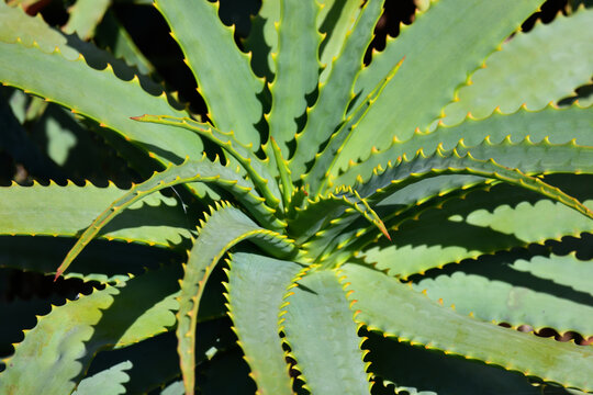 Suculentas com Tabaibo ou fruta da india, cacto, figo da india, espinhos, flor 