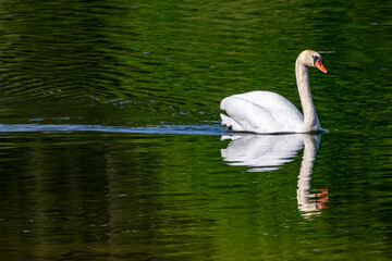 Weißer Schwan am Zielfinger See bei Krauchenwies