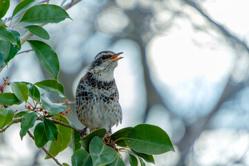 葉の上でさえずるツグミ