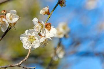 青空に映える白梅の花