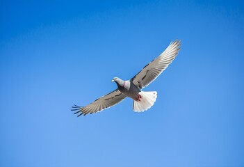 Obraz premium A white bird flying through a blue sky.