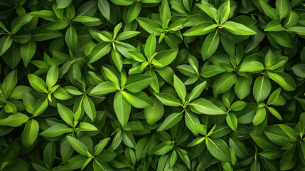 Fototapeta premium Green leaves in sunlight, Fresh green leaves, Green leaves background, Fresh green grass, green grass background, green leaves in sunlight, green grass background, Green background