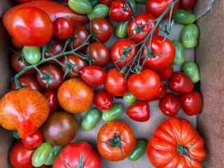 Different varieties of tomatoes