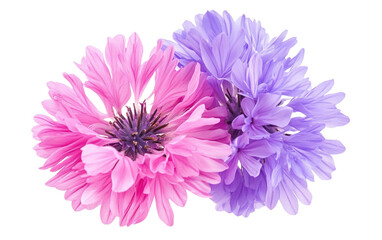 Cornflower like pink and purple flower on white background.png