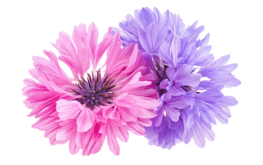 Cornflower like pink and purple flower on white background.png