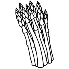Asparagus line art vector