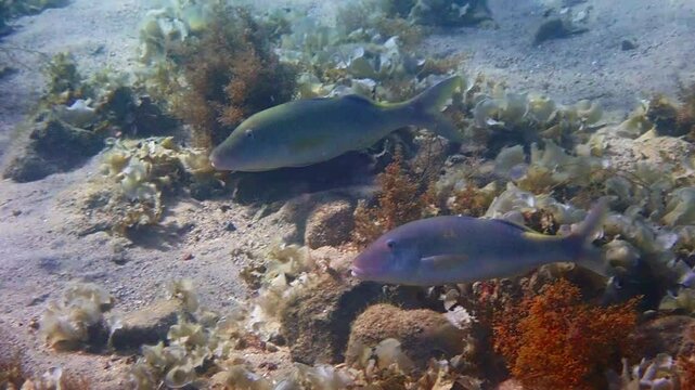 Yellow-saddle goatfish, scientific name is Parupeneus cyclostomus, distributed relatively seldom  in tropical waters of the Red Sea, Sinai, Middle East