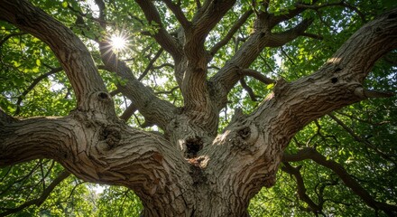Fototapeta premium Ancient Tree, Weathered Majesty - Majestic ancient tree, symbolizing strength, resilience, longevity, wisdom, and nature's enduring power
