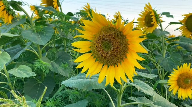 Sunflower will bloom soon, agriculture Slow motion video: sunflower head is about to bloom, agriculture. Concept: agriculture is cultivation of various crops in symbiosis with environment
