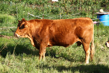 vaca