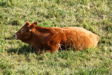 vaca