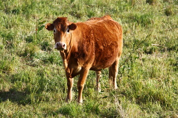 vaca