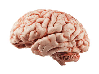 Human brain anatomy model for educational purposes and study