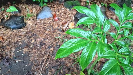 Amorphophallus Muelleri, Also Called Porang, Captured in High-Resolution with Vibrant Greenery Great for Nature Lovers, Organic Farming, and Science Projects