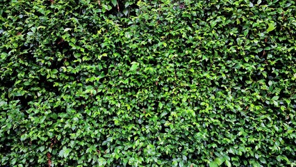 Natural decorative living screen featuring close-up vibrant green Acalypha Siamensis hedge detail (no people), ideal for a lush background and wallpaper