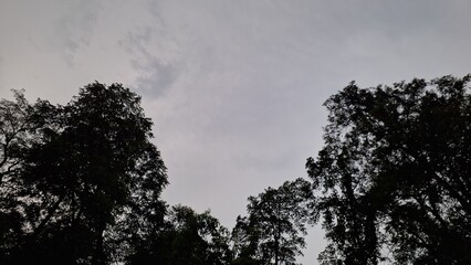 Low Angle View of Tree Silhouettes Against a Uniformly Cloudy Sky: A Natural Perspective Highlighting Tree Forms and the Overcast Weather, Perfect for Nature Stock Images and Backgrounds