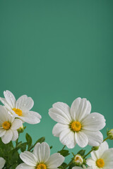 White flowers on empty flat green background with copy space. Floral blooms on blank background for spring or summer  banner, greeting card, wedding invitation. Mother's Day. Valentine's Day.	