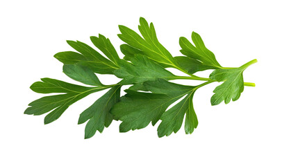 Green parsley leaves on white background.png