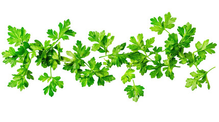 Obraz premium Green parsley leaves on white background.png