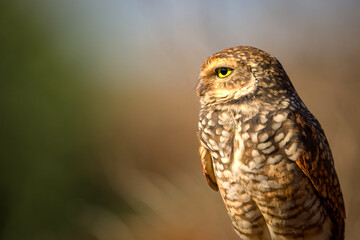 ''Close-Up of a Burrowing Owl Perched on a Stick: A Moment in the Wild