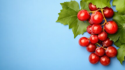 Fresh Red Grapes and Green Leaves on Blue Background