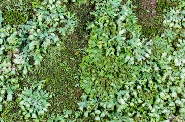 Phaeophyscia orbicularis and other types of crustose lichens on limestone rocks near the Black Sea