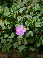 A delicate pink flower stands out among lush green leaves, adding a soft touch of color to the garden scene
