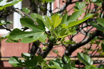 green leaves on a tree