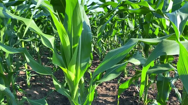 Young corn plants with wide leaves on cultivated land, environment protection. Close-up: green corn stalks on loose soil under bright sun, environment protection. Environment protection concept.