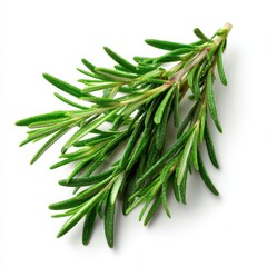 Fototapeta premium Fresh Rosemary Sprig Isolated on White Background Culinary Herb Ingredient Cooking Food
