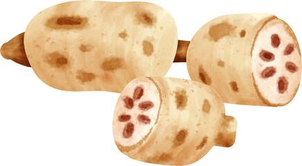 watercolor lotus root