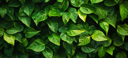 Green leaves in sunlight, Fresh green leaves, Green leaves background, Fresh green grass, green grass background, green leaves in sunlight, green grass background, Green background.