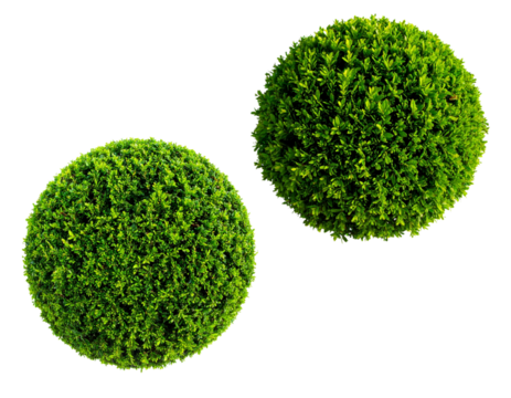 Two isolated green bushes top view transparent background PNG