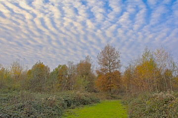 Meadow with folorful autumn trees on with cirrocumulus clouds in the sky in valley of the `Serksampse Beek` river nature reserve in Lede, Flanders, Belgium 