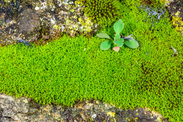 Green moss surrounded by lichens on rocks near the Black Sea