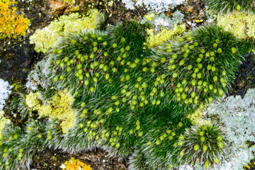 Grimmia pulvinata - multiplying moss with spore boxes on wet stones near the sea, Odessa
