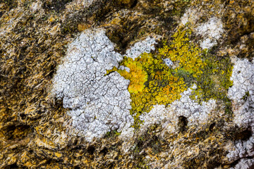 Different types of lithophilic crustose lichens growing on coastal rocks near the Black Sea, Ukraine