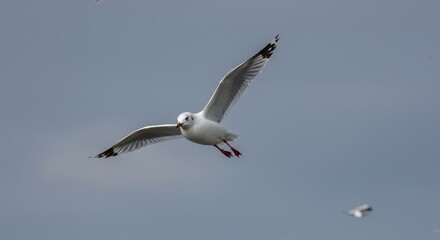Obraz premium Graceful Gull in Flight - A single gull soars through a pale sky, wings outstretched, symbolizing freedom, grace, journey, nature, and wildness