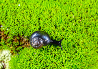 Phenacolimax annularis, small gastropod mollusk crawling on green moss