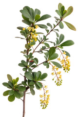 Berberis vulgaris plant isolated on white background