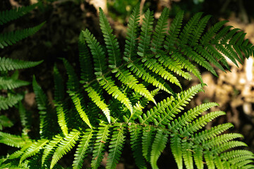 Macro of Dew-Covered Green Fern Frond in Forest Understory