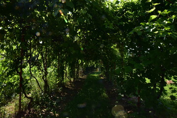 sunlight in the forest