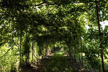 Obraz premium sun rays in the forest